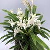 Neofinetia falcata amami奄美-kawari